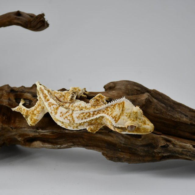 익스트림할리퀸 트라이