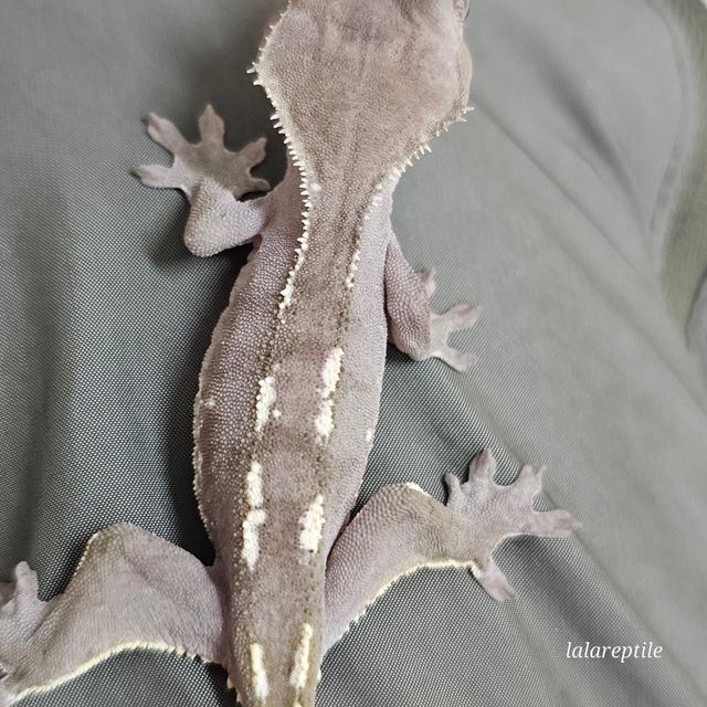 아잔틱