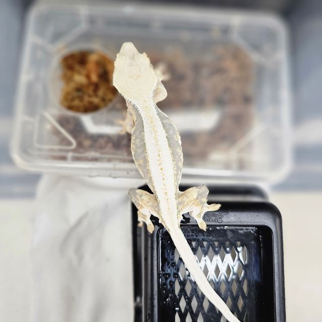 100%헷아잔틱 릴리화이트