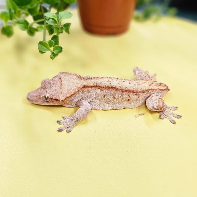 스트로베리