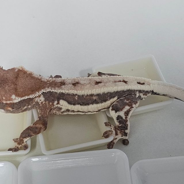 프라푸치노
