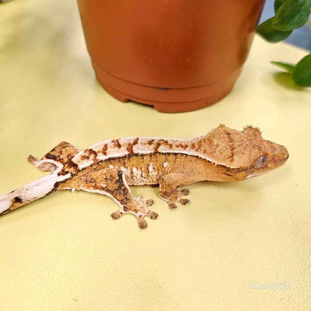 트라이 익스트림할리퀸