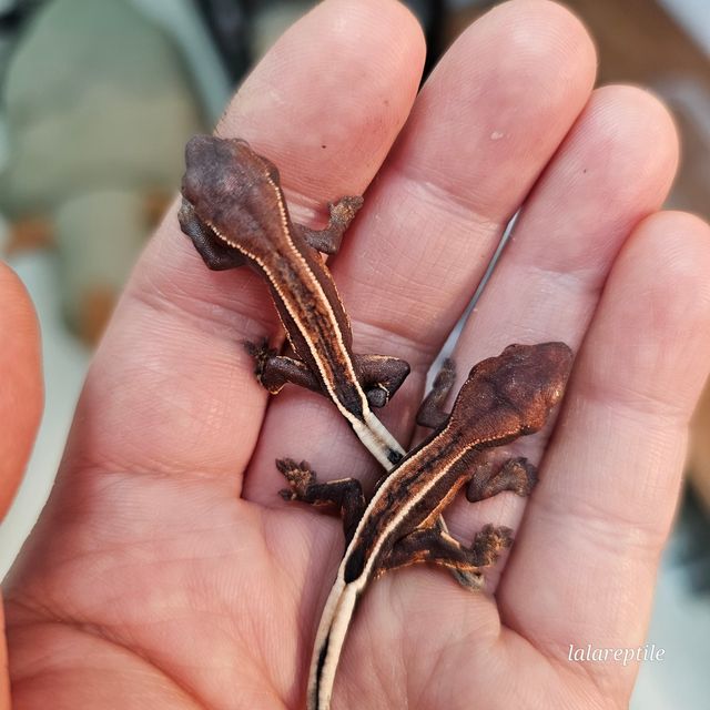 엠티백 풀핀