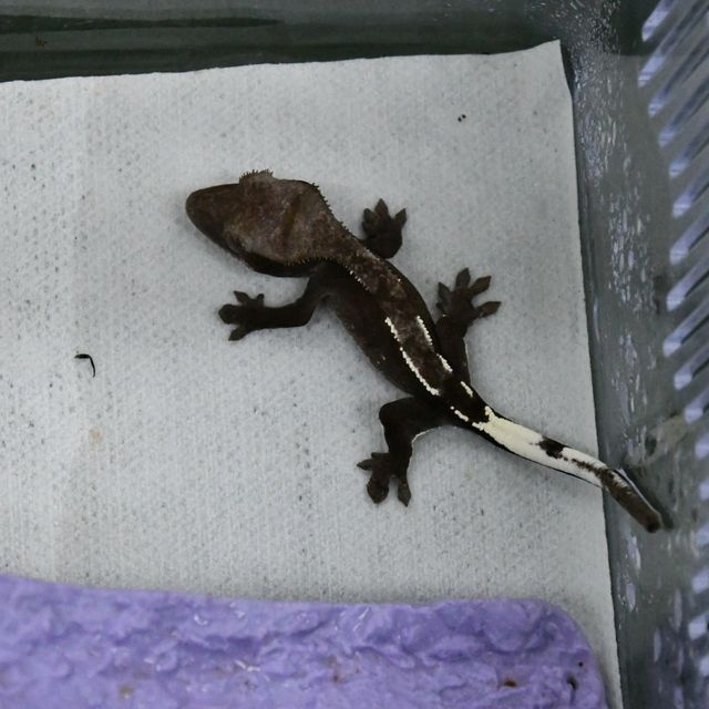 아잔틱