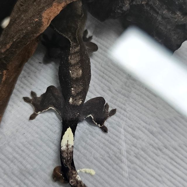 아잔틱