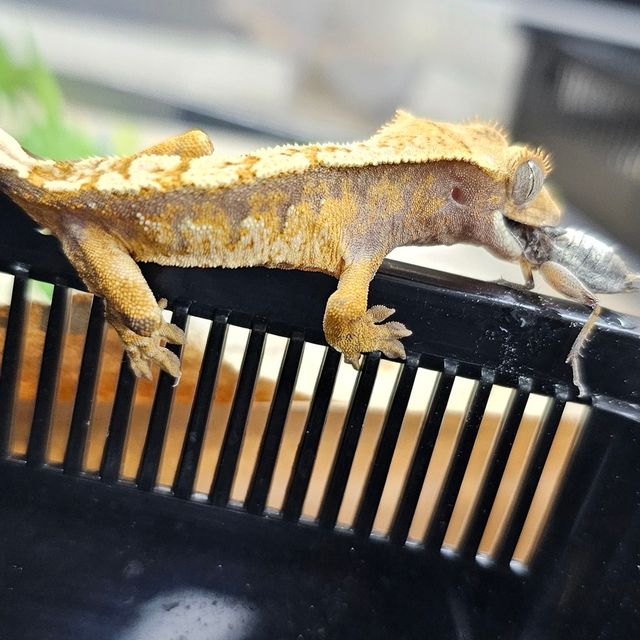 트라이 익스트림할리퀸
