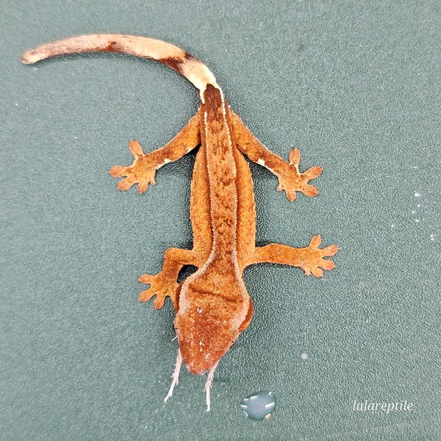 크림 옐로우