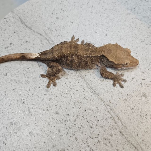 패턴리스 카푸치노