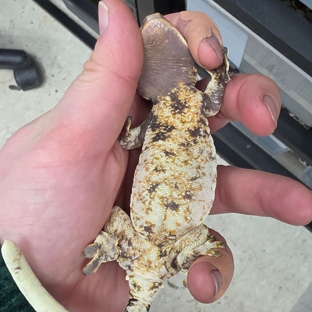 트라이 드리피 익스트림할리퀸 화이트스팟 화이트핀