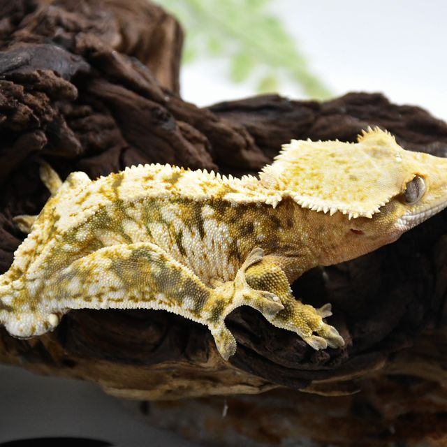 익스트림할리퀸 트라이