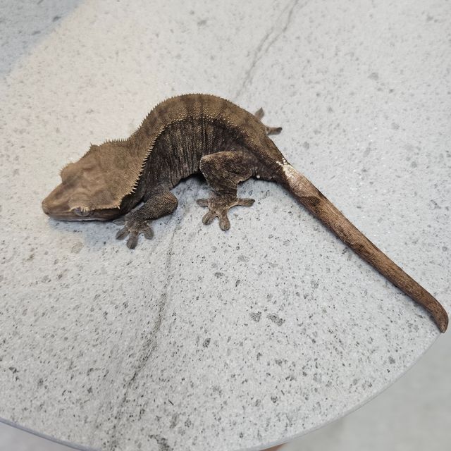 패턴리스 카푸치노