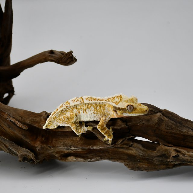 익스트림할리퀸 트라이