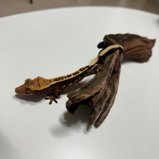 노멀 익스트림할리퀸 핀스트라이프
