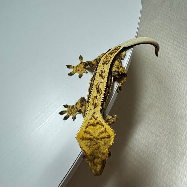 익스트림할리퀸 쿼드 풀핀