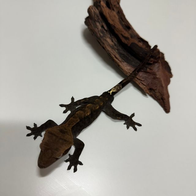 카푸치노 플레임 다크
