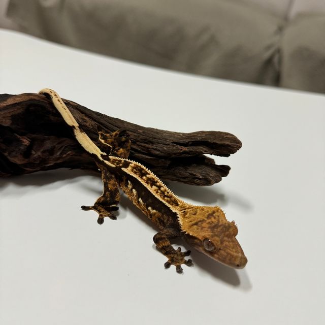 노멀 익스트림할리퀸 핀스트라이프