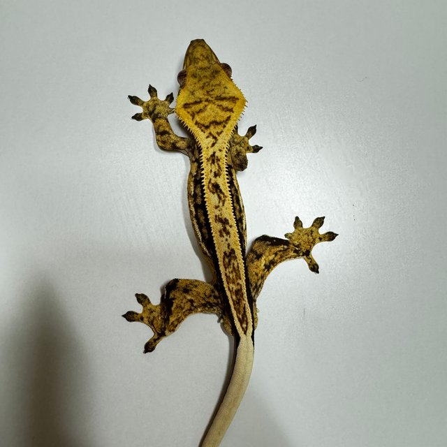 익스트림할리퀸 쿼드 풀핀