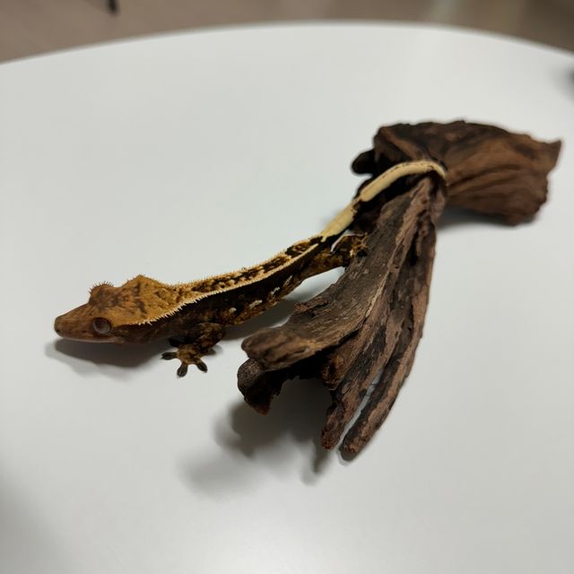 노멀 익스트림할리퀸 핀스트라이프