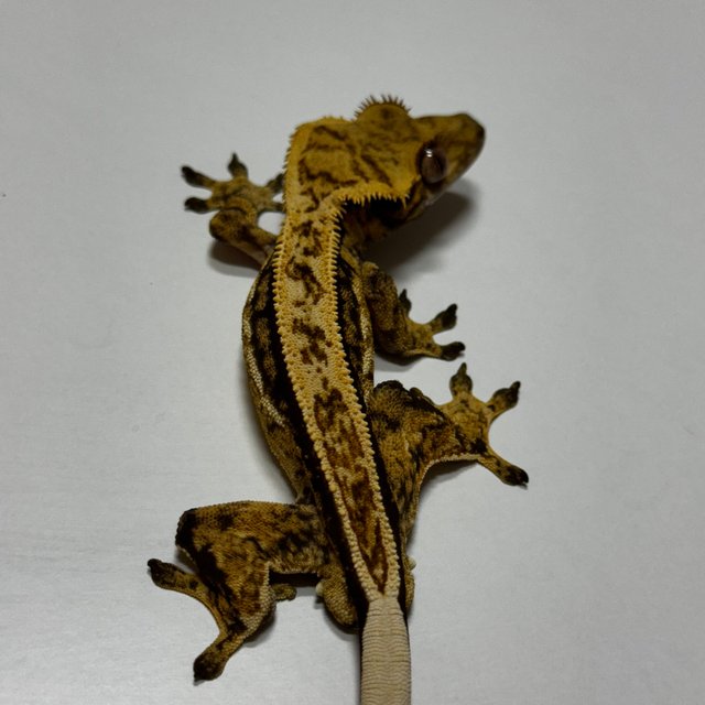 익스트림할리퀸 쿼드 풀핀