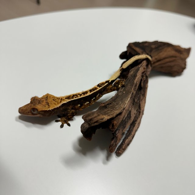 익스트림할리퀸