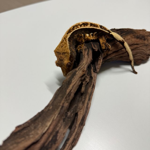 익스트림할리퀸