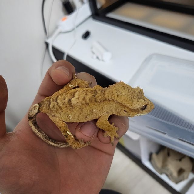 벅스킨 풀핀 다크