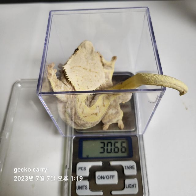 릴리화이트 풀핀 화이트스팟 화이트핀 레드