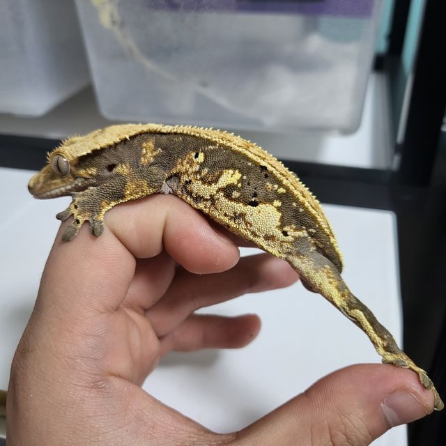 할리퀸 풀핀