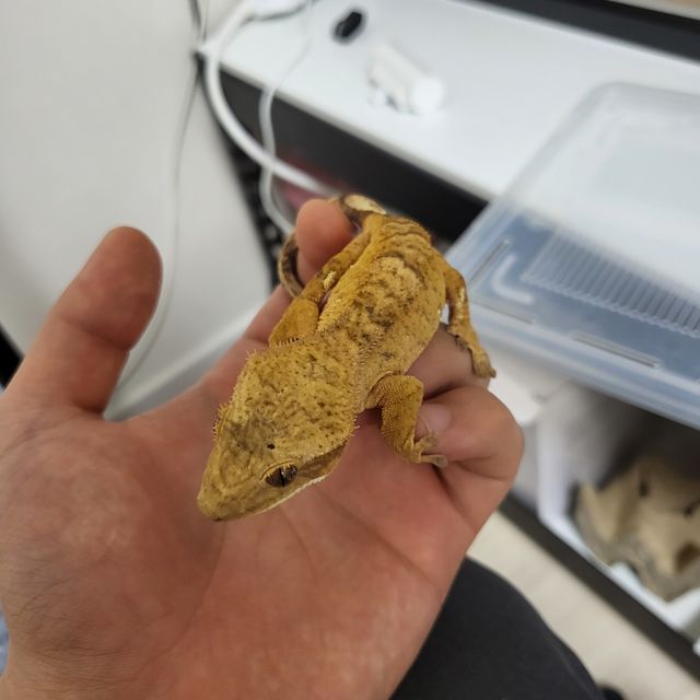 벅스킨 풀핀 다크
