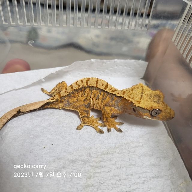 노멀 트라이 익스트림할리퀸 화이트스팟 화이트포트홀 텐저린