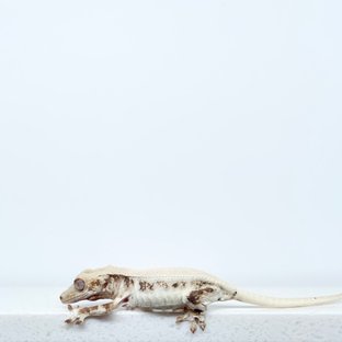 릴리화이트 솔리드백