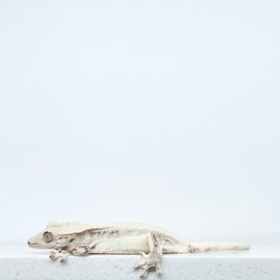 릴리화이트 솔리드백