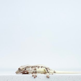 릴리화이트 솔리드백