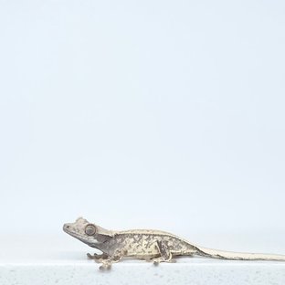 노멀 드리피 화이트스팟