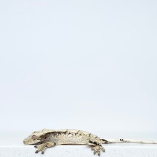 노멀 드리피 화이트스팟