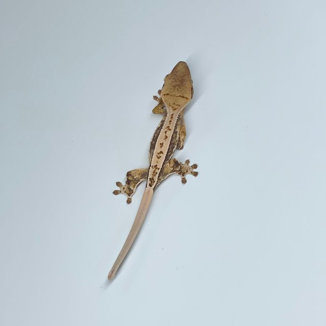 노멀 화이트스팟 쿼드