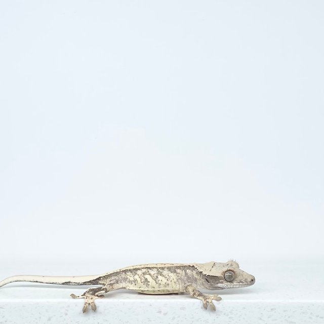 노멀 드리피 화이트스팟