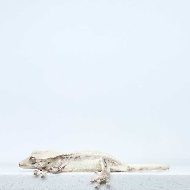 릴리화이트 솔리드백