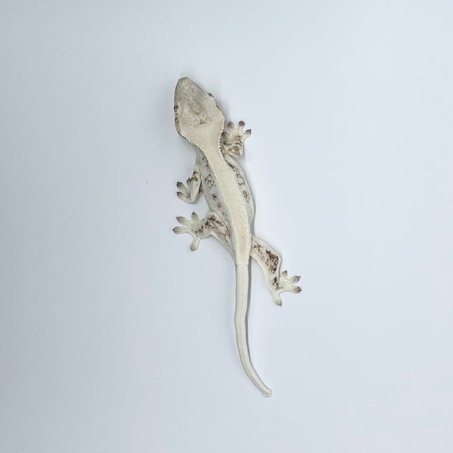 릴리화이트 솔리드백