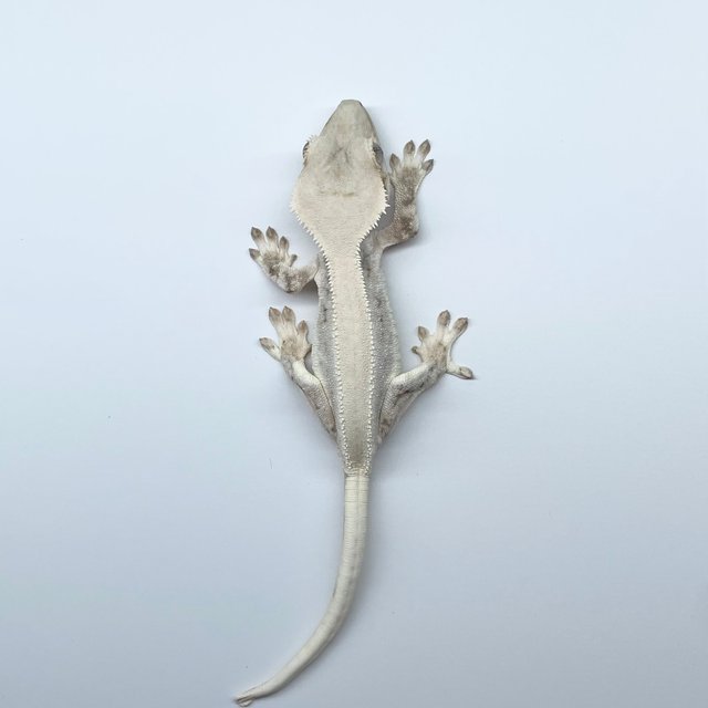 릴리화이트 솔리드백