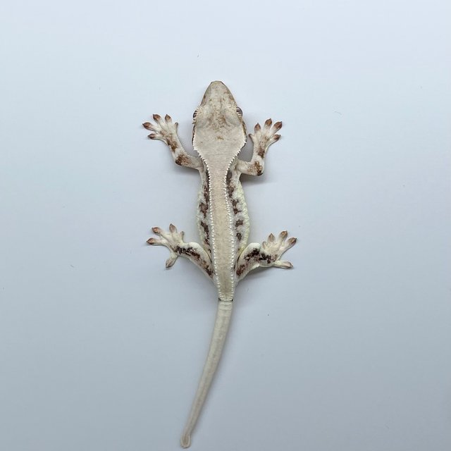 릴리화이트 솔리드백