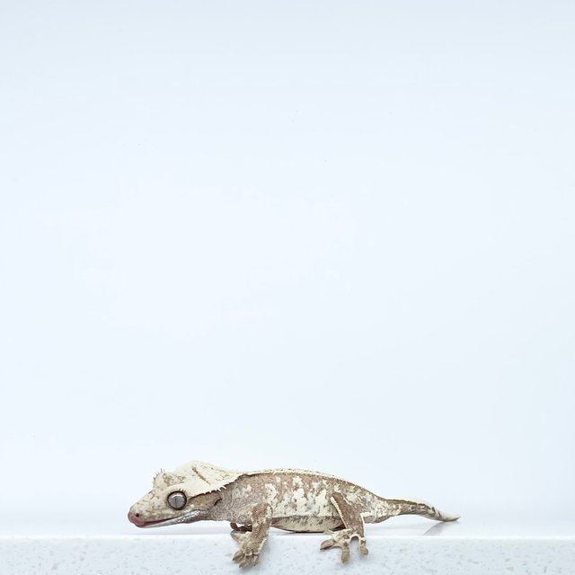 노멀 레드 풀핀