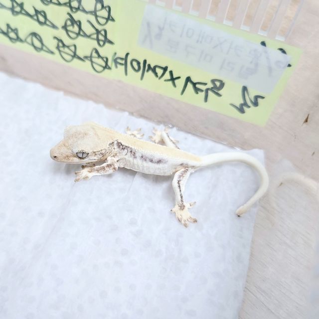 노멀 릴리화이트