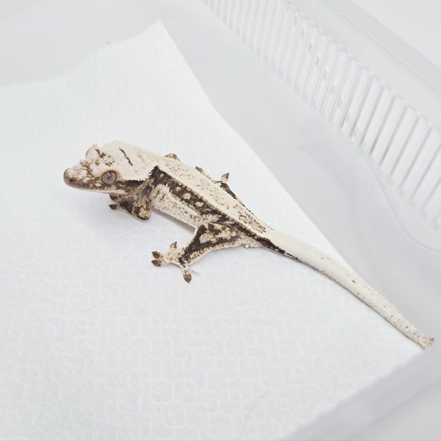 노멀 드리피 화이트스팟 쿼드