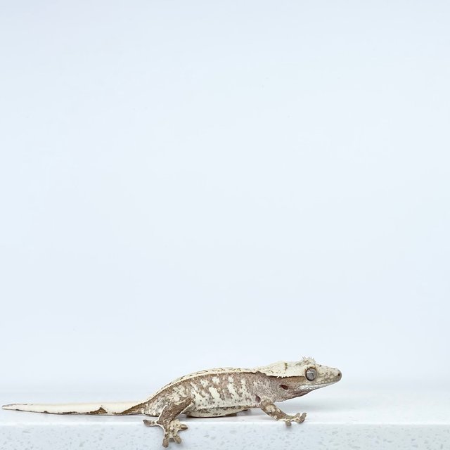 노멀 레드 풀핀