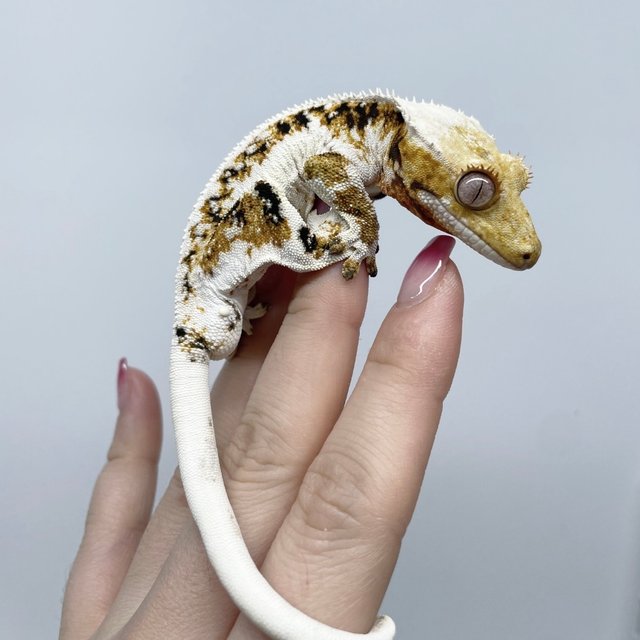 트라이 릴리화이트