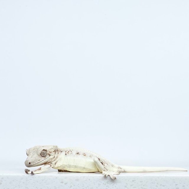 릴리화이트 솔리드백