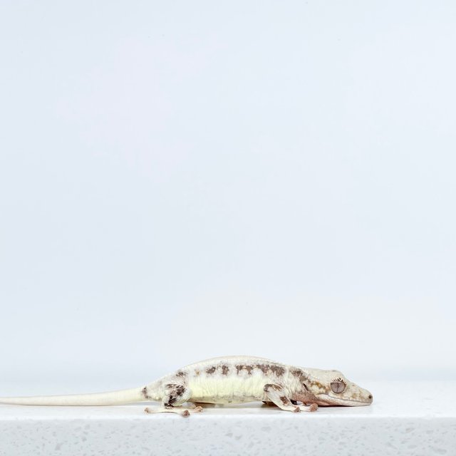 릴리화이트 솔리드백