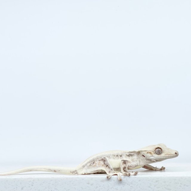 릴리화이트 솔리드백