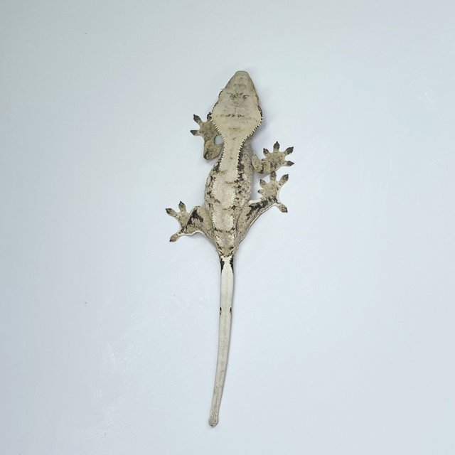 노멀 드리피 화이트스팟